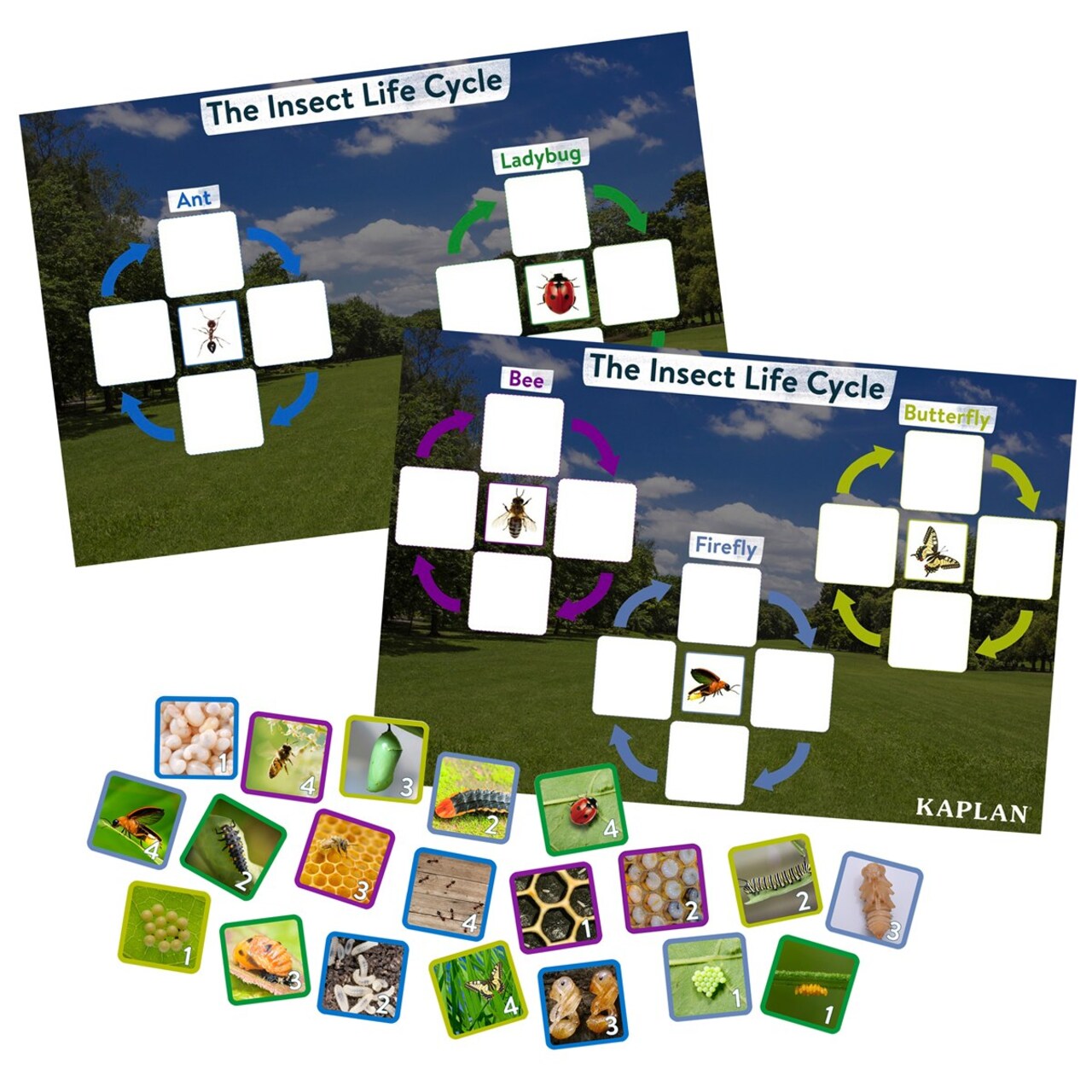 Kaplan Early Learning Company Insect Life Cycle Game - Investigate Bees, Ants, Butterfly and Firefly